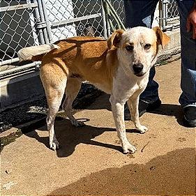 Enlarge Yellowstone, a Adoptable mixed breed in Denison, TX image 1/4