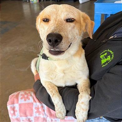 Enlarge Yellowstone, a Adoptable mixed breed in Denison, TX image 2/4