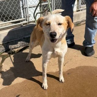 Enlarge Yellowstone, a Adoptable mixed breed in Denison, TX image 3/4