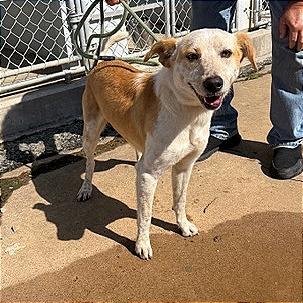 Enlarge Yellowstone, a Adoptable mixed breed in Denison, TX image 4/4