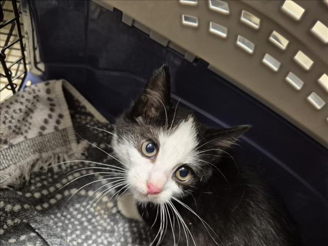 Enlarge NORA, a Adoptable Domestic Short Hair in Chapel Hill, NC image 1/1