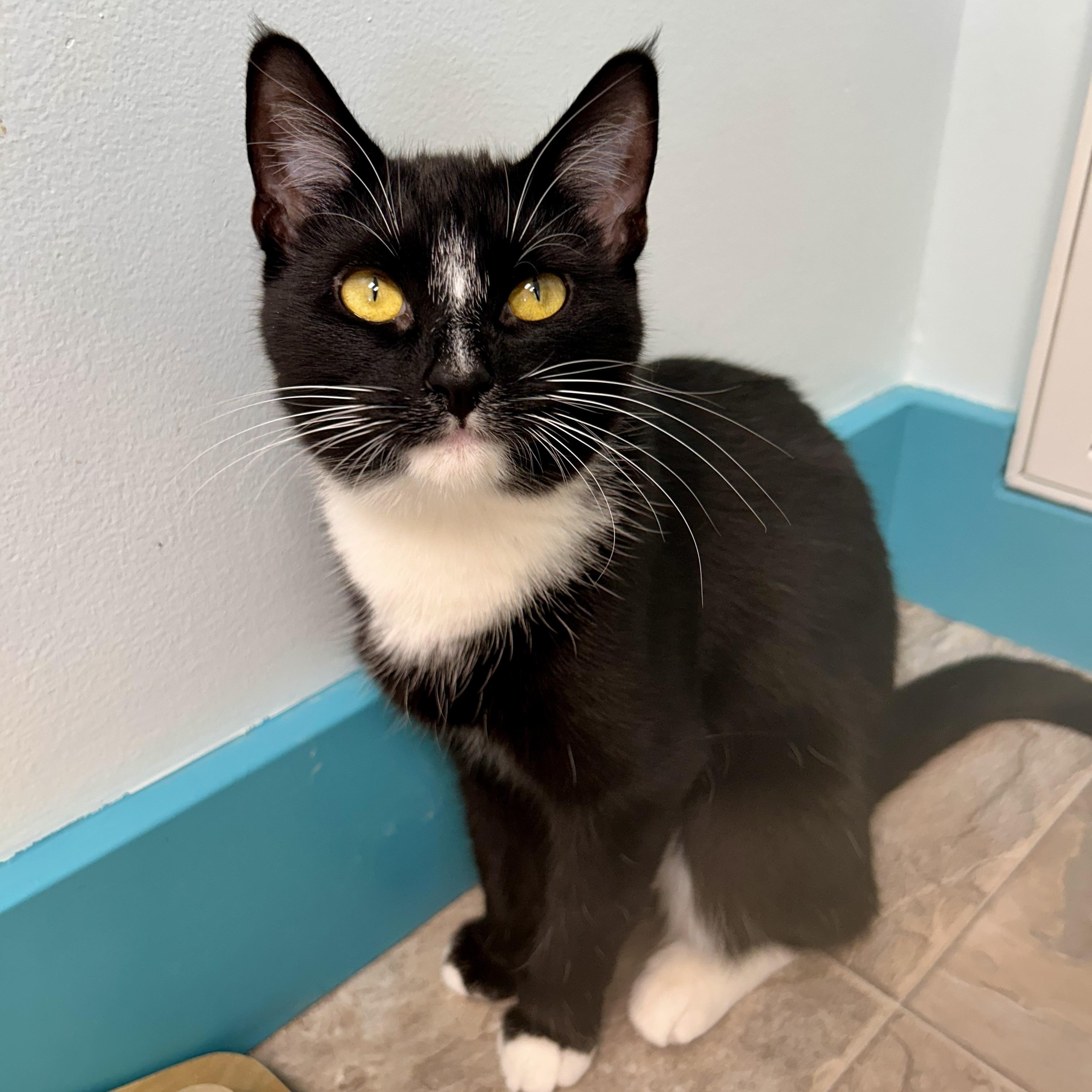 Enlarge Adrienne - CHOW HOUND, a ADOPTABLE Domestic Short Hair in Grand Rapids, MI image 2/6