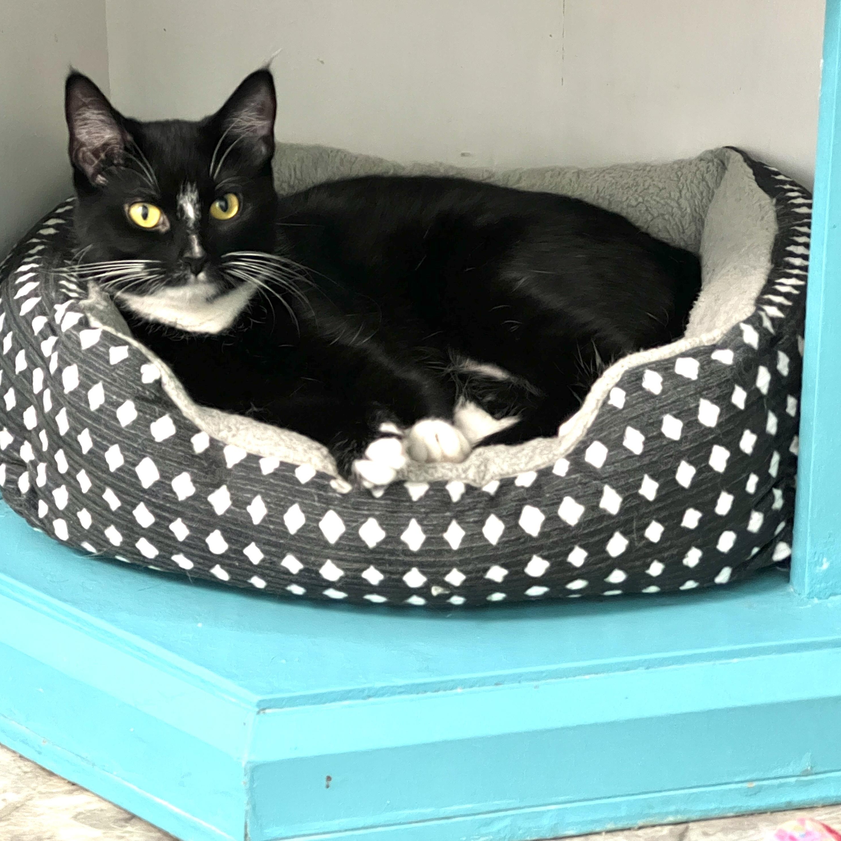Enlarge Adrienne - CHOW HOUND, a ADOPTABLE Domestic Short Hair in Grand Rapids, MI image 4/6
