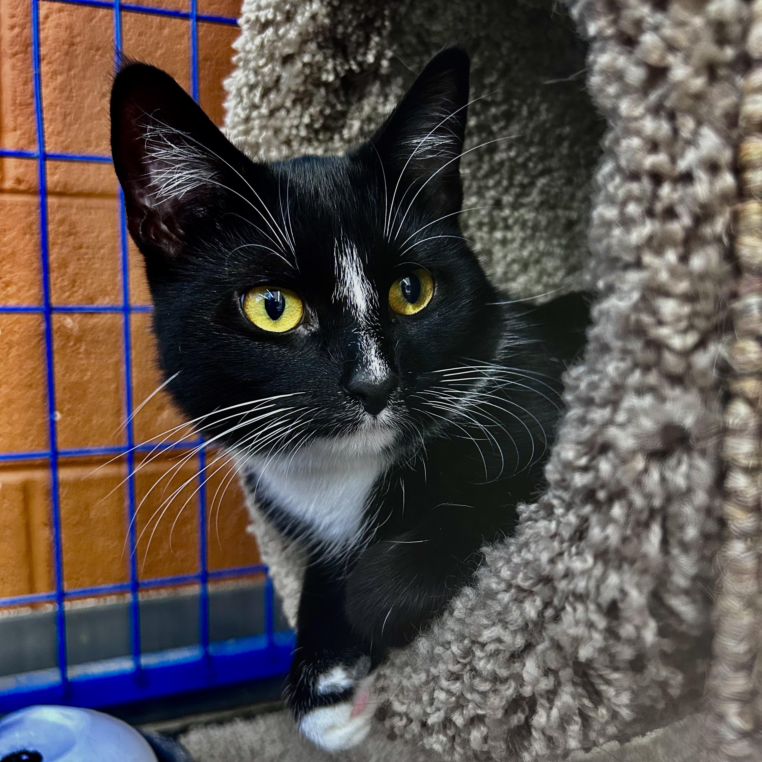Adrienne - CHOW HOUND - ADOPTION PENDING, an adopted Domestic Short Hair in Grand Rapids, MI image 2/6
