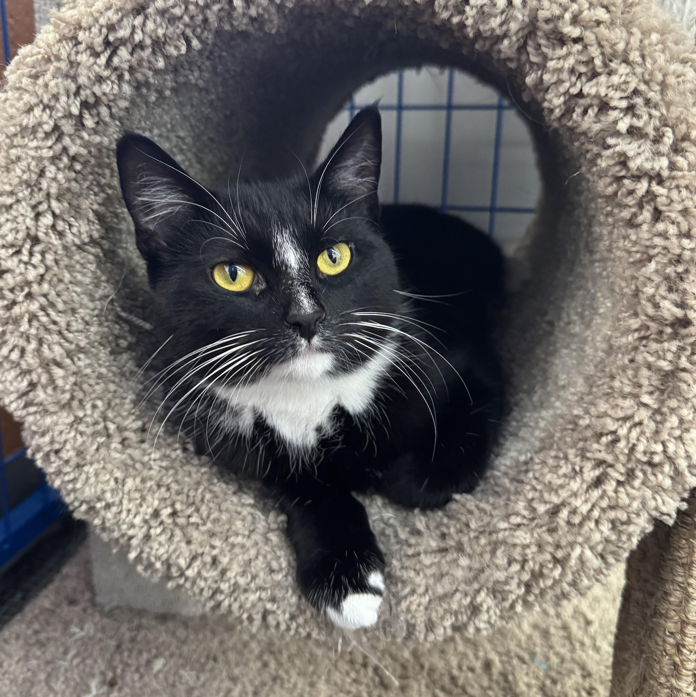 Adrienne - CHOW HOUND - ADOPTION PENDING, an adopted Domestic Short Hair in Grand Rapids, MI image 1/6