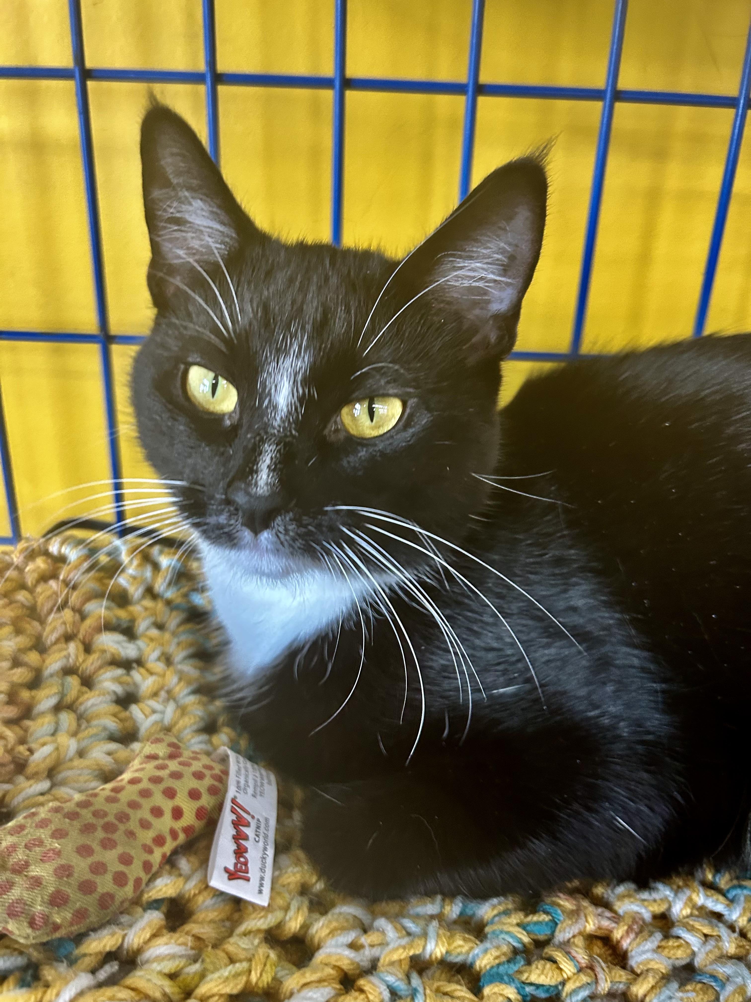 Adrienne - CHOW HOUND, ADOPTABLE, Young Female Domestic Short Hair.