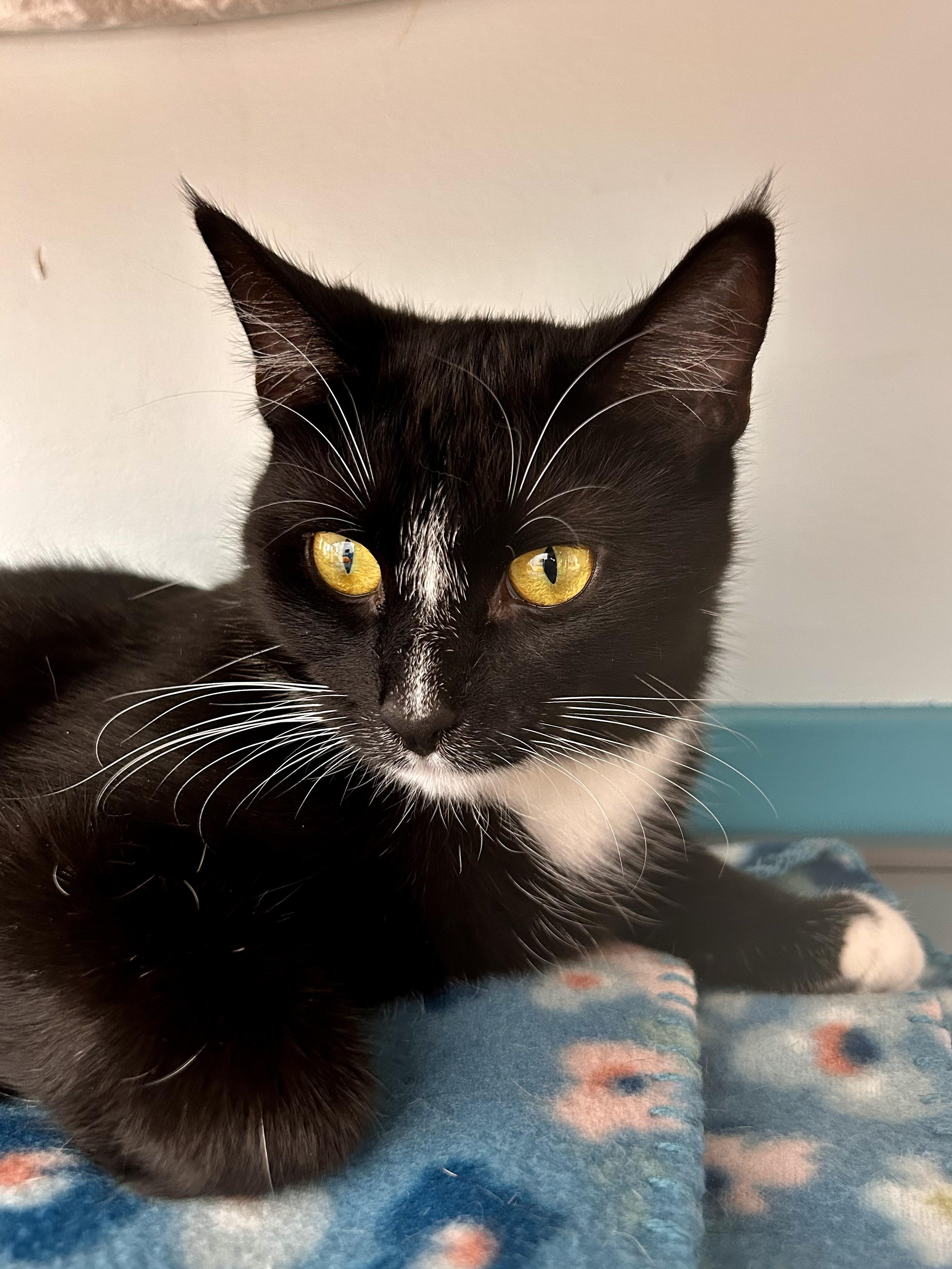 Enlarge Adrienne - CHOW HOUND, a ADOPTABLE Domestic Short Hair in Grand Rapids, MI image 6/6