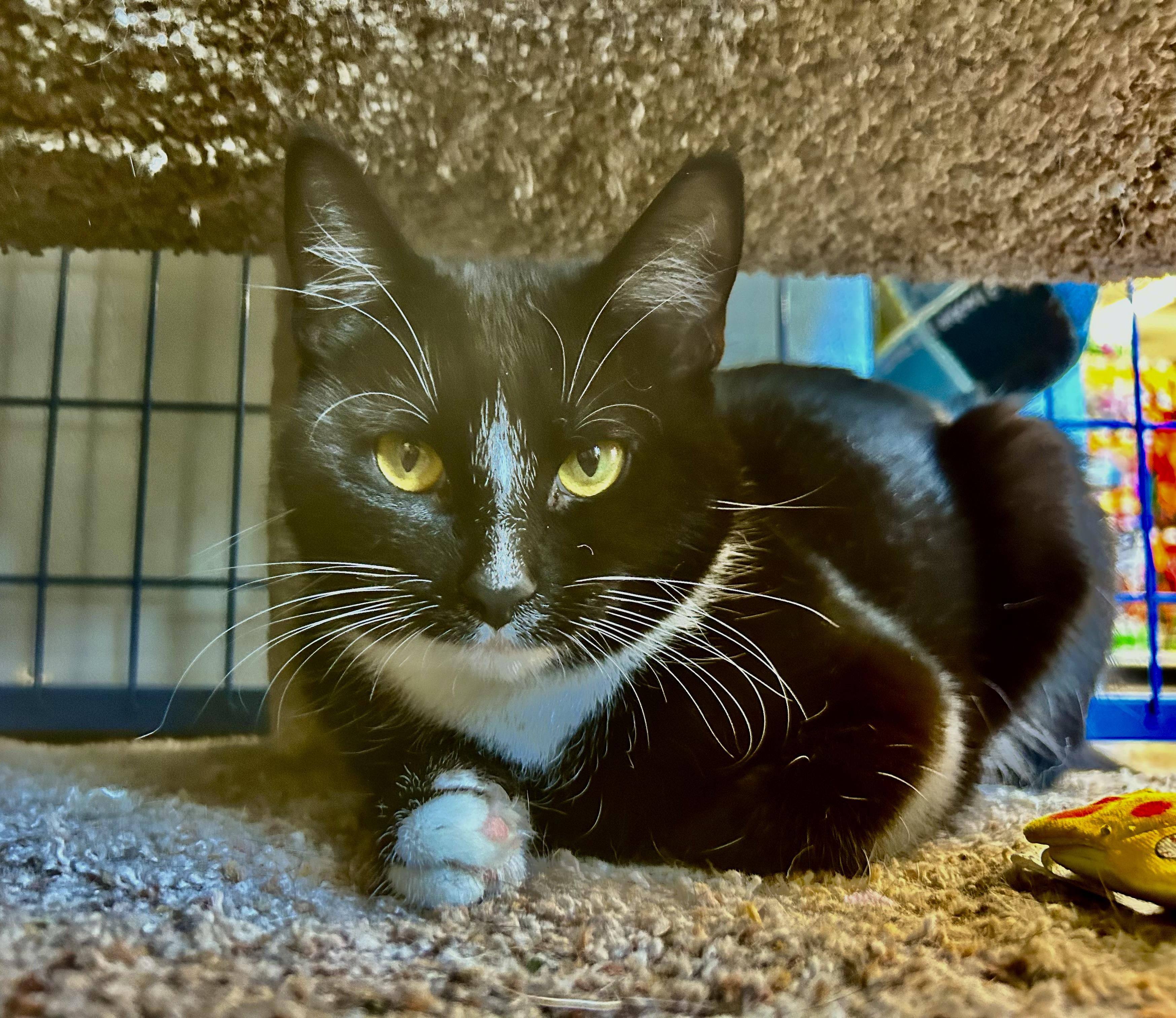 Adrienne - CHOW HOUND, ADOPTABLE, Young Female Domestic Short Hair.