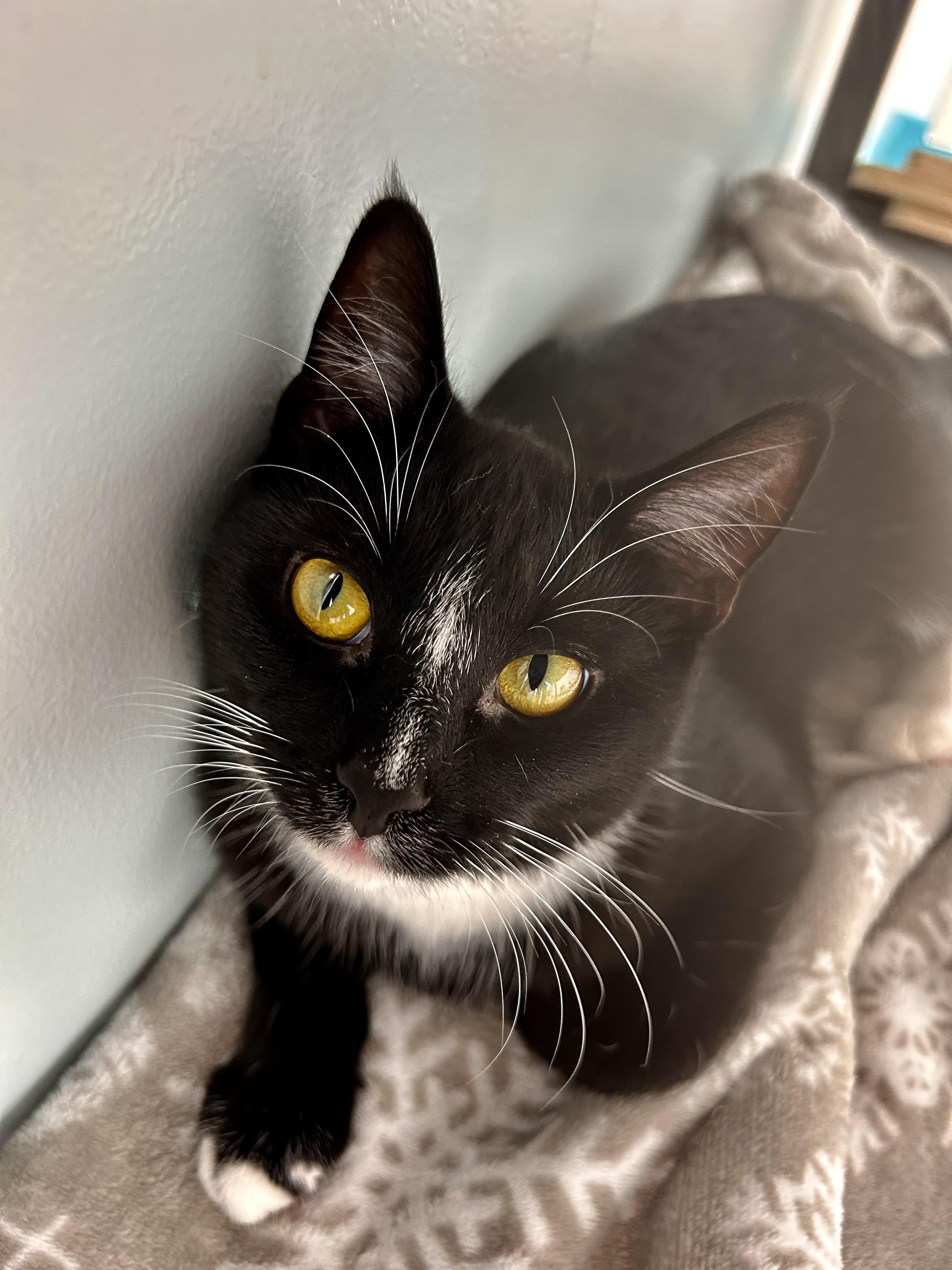 Enlarge Adrienne - CHOW HOUND, a ADOPTABLE Domestic Short Hair in Grand Rapids, MI image 1/6