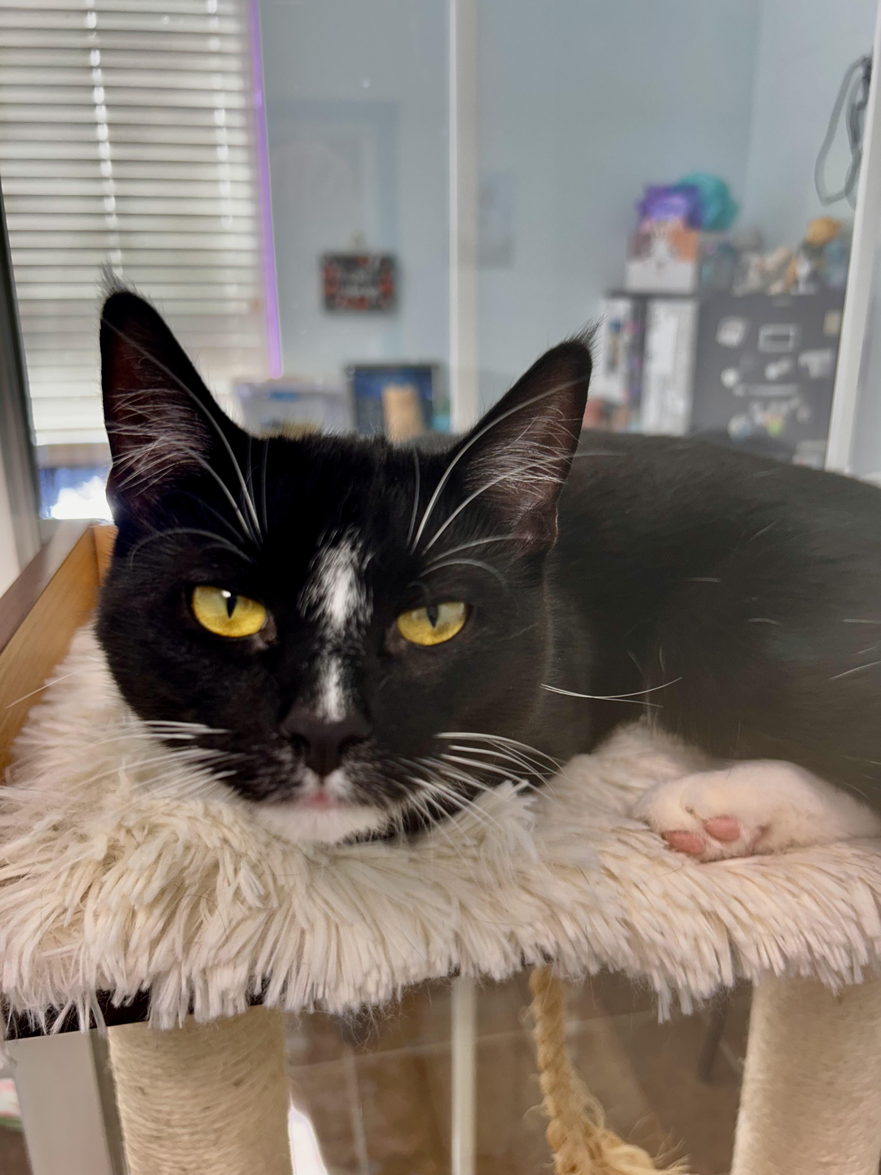 Enlarge Adrienne - CHOW HOUND, a ADOPTABLE Domestic Short Hair in Grand Rapids, MI image 5/6