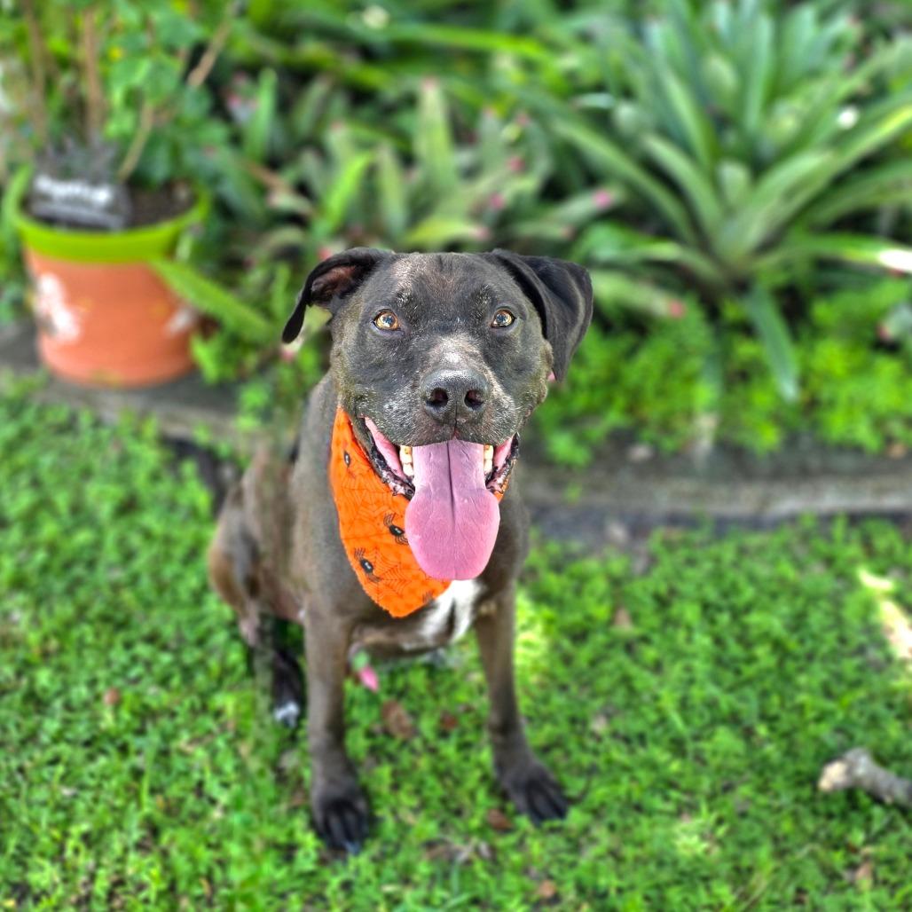Levi, Adoptable, Senior Male Chocolate Labrador Retriever & Mixed Breed.