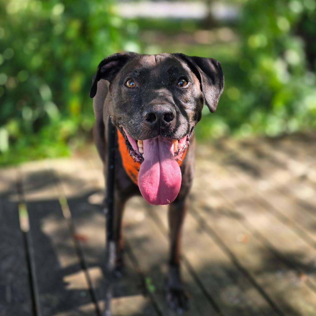 Levi, a Adoptable mixed breed in Port Charlotte, FL image 2/6