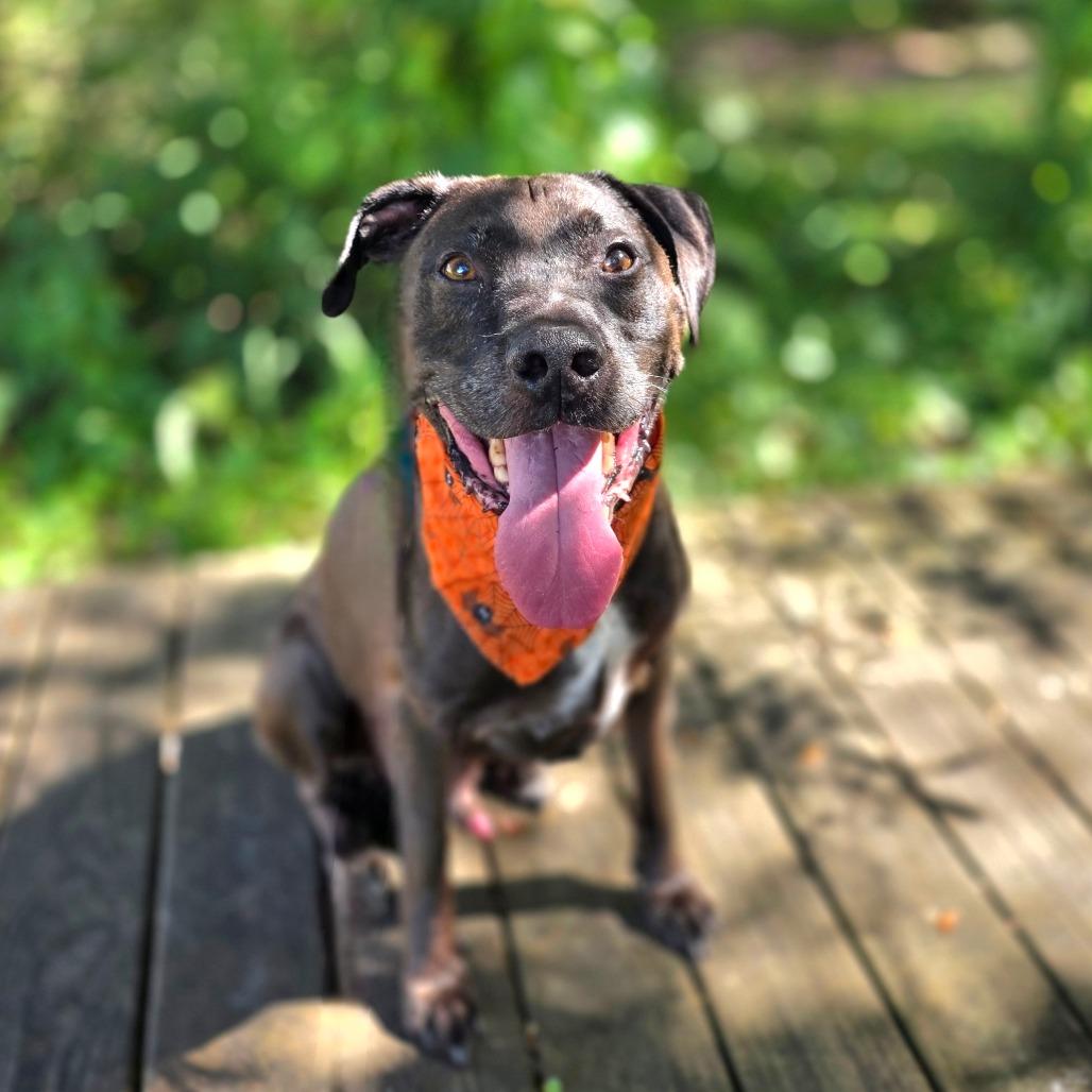 Levi, a Adoptable mixed breed in Port Charlotte, FL image 3/6