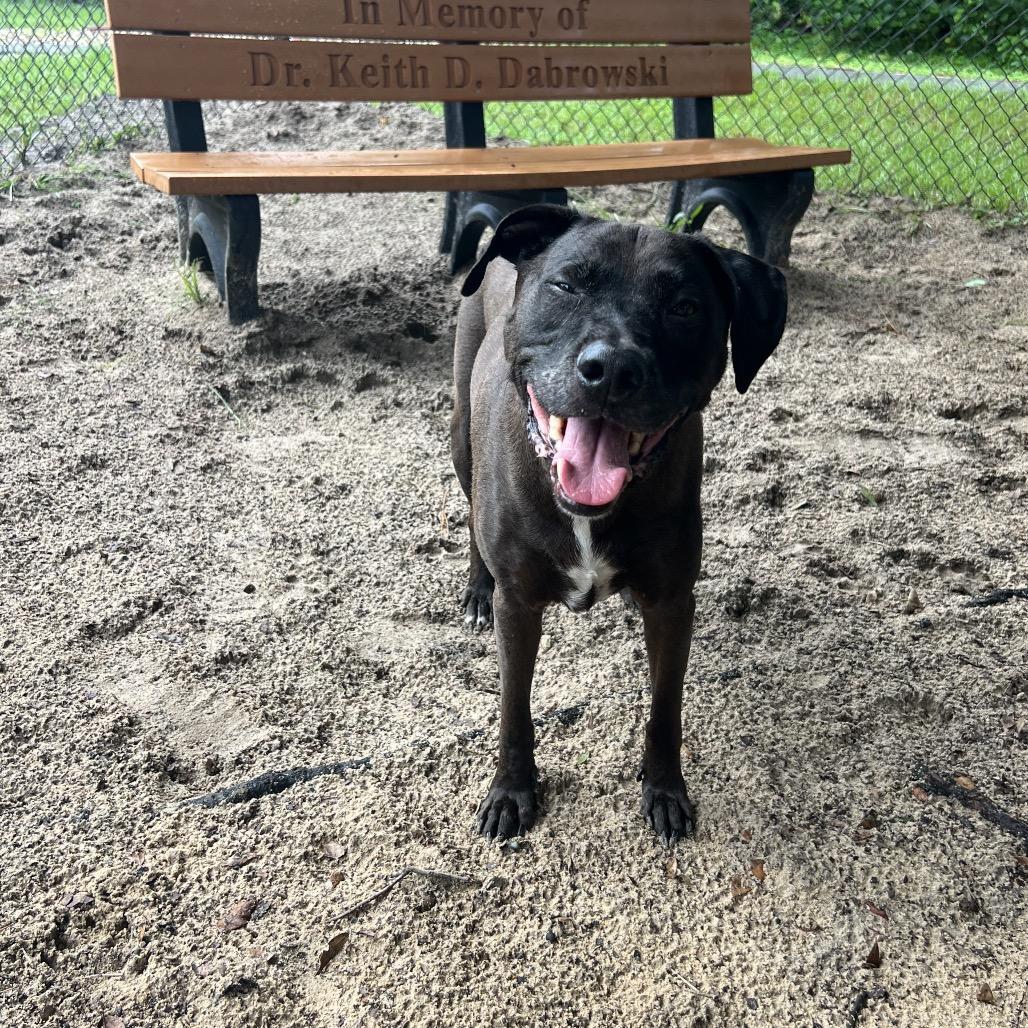 Levi, a Adoptable mixed breed in Port Charlotte, FL image 4/6