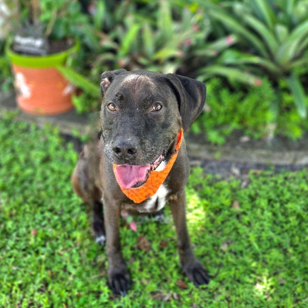 Levi, a Adoptable mixed breed in Port Charlotte, FL image 5/6