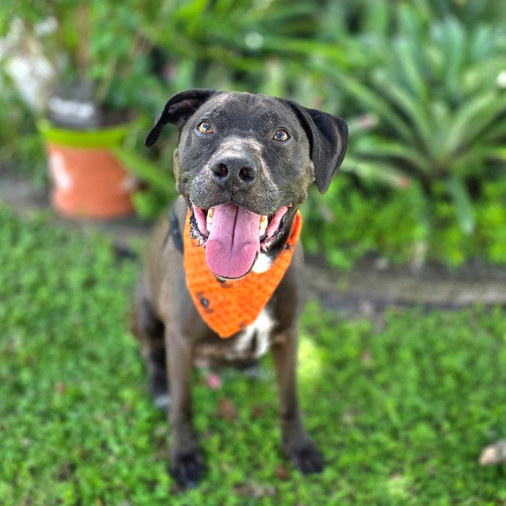 Enlarge Levi, a Adoptable mixed breed in Port Charlotte, FL image 4/6