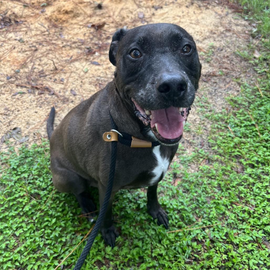 Enlarge Levi, a Adoptable mixed breed in Port Charlotte, FL image 5/6