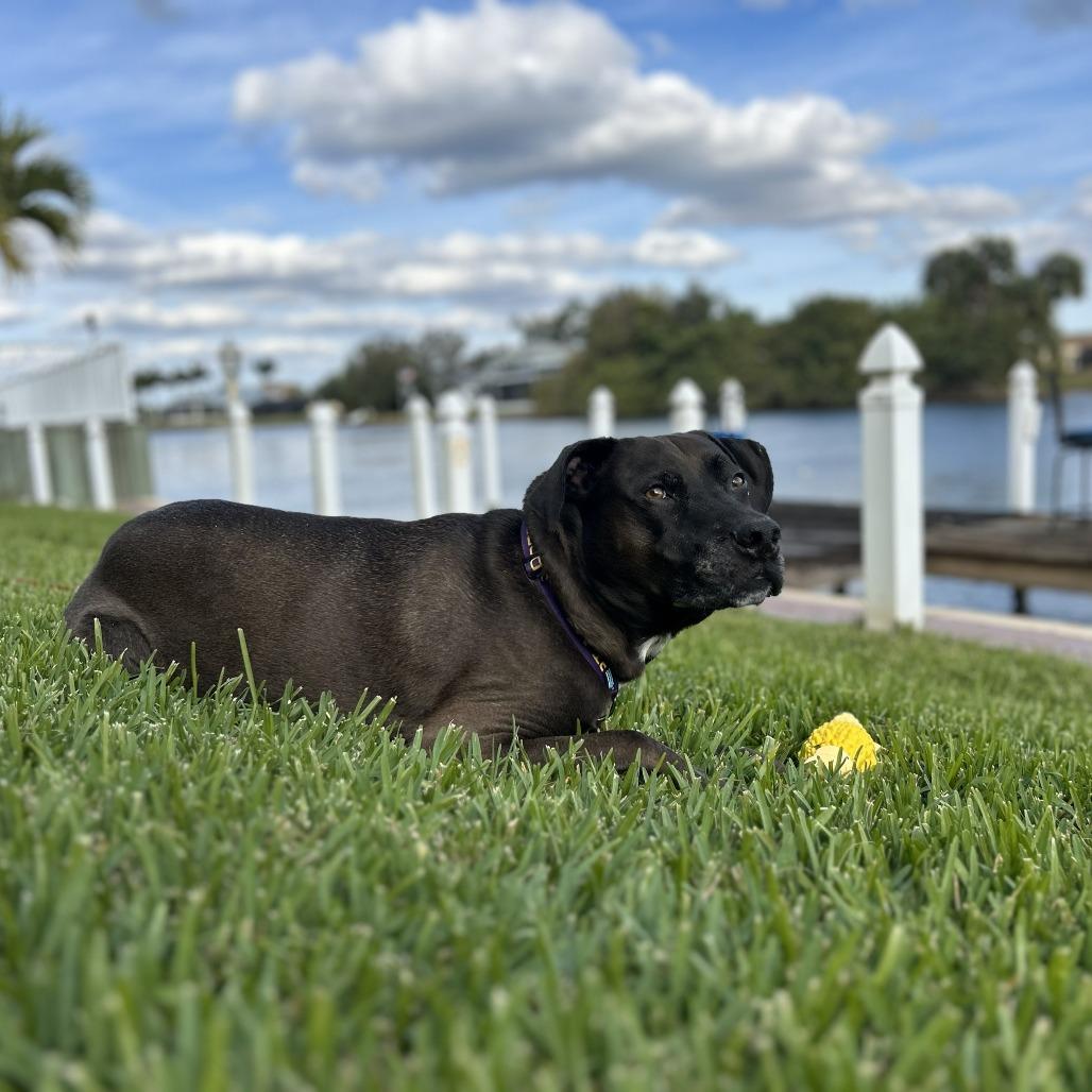 Levi, a Adoptable mixed breed in Port Charlotte, FL image 4/5