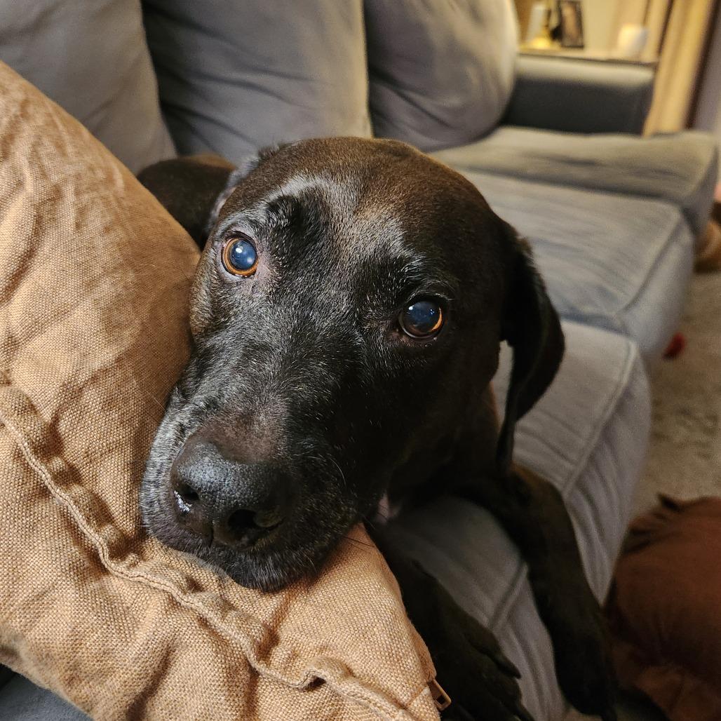 Enlarge Levi, a Adoptable mixed breed in Port Charlotte, FL image 6/6