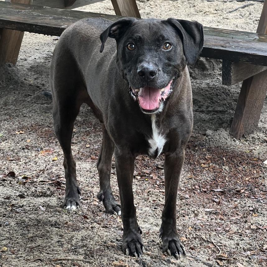Levi, a Adoptable mixed breed in Port Charlotte, FL image 6/6