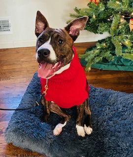 Nix - Nice Pup!, Adoptable, Puppy Male Mountain Cur & Pit Bull Terrier.