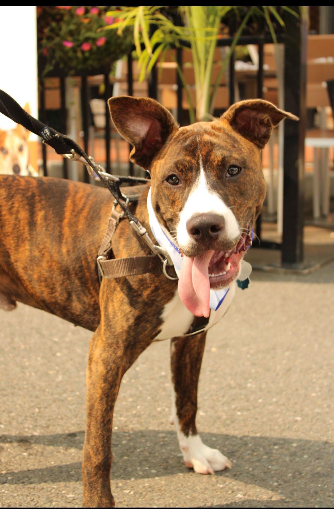 Nix - Nice Pup!, Adoptable, Puppy Male Mountain Cur & Pit Bull Terrier.