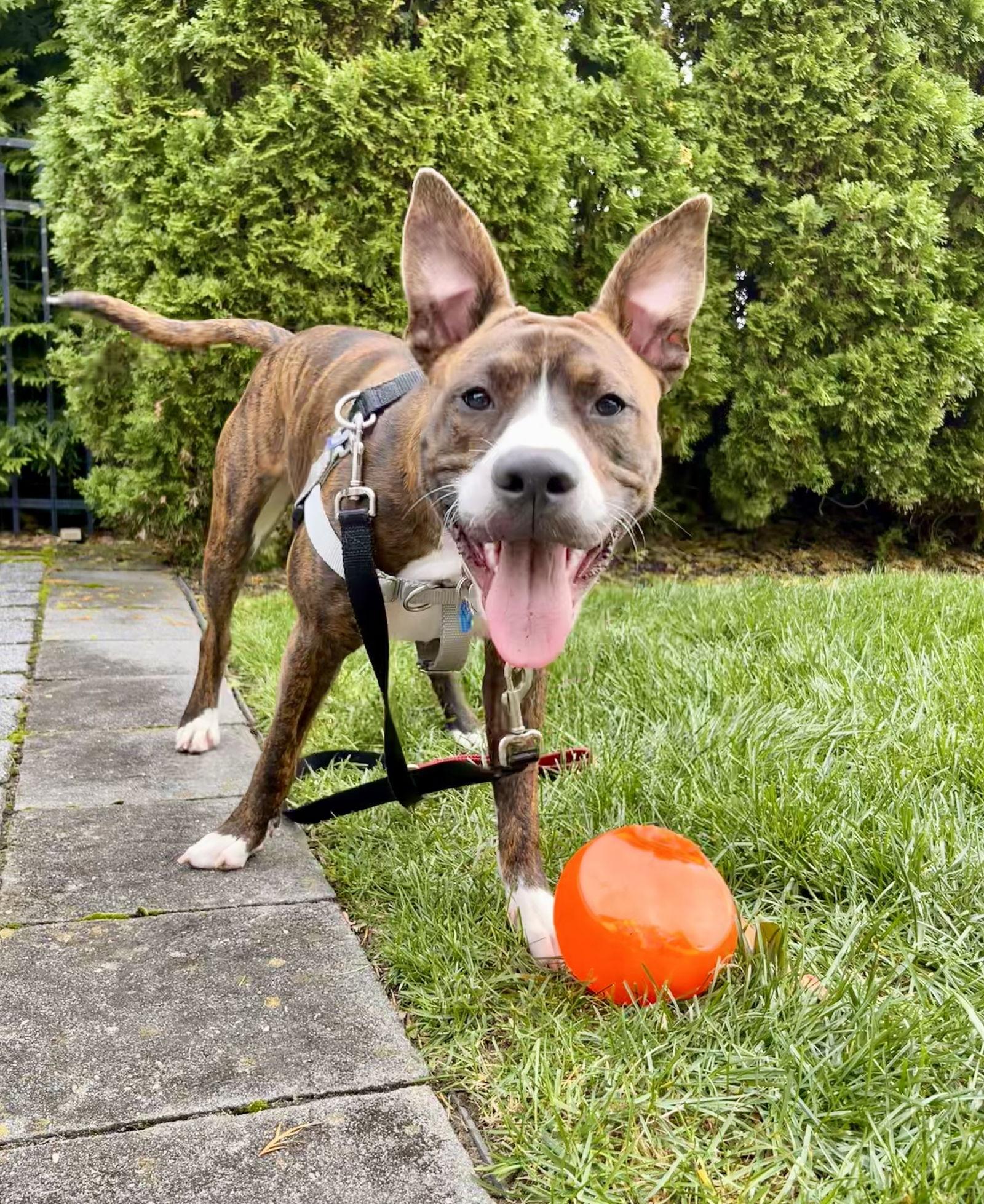 Nix - Nice Pup!, Adoptable, Puppy Male Mountain Cur & Pit Bull Terrier.