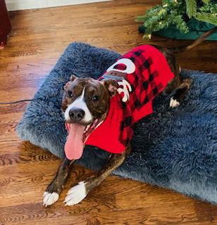 Enlarge Nix - Nice Pup!, a Adoptable mixed breed in Oakhurst, NJ image 2/3