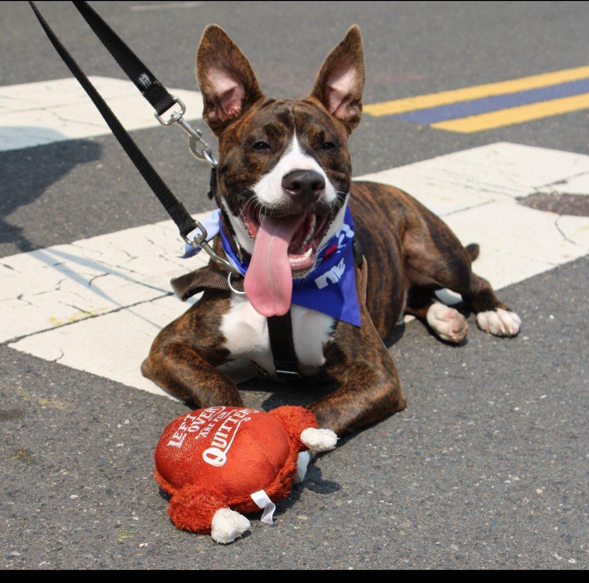 Nix - Nice Pup!, a Adoptable mixed breed in Oakhurst, NJ image 2/3
