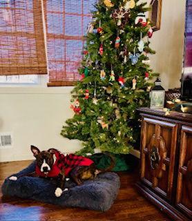 Enlarge Nix - Nice Pup!, a Adoptable mixed breed in Oakhurst, NJ image 3/3