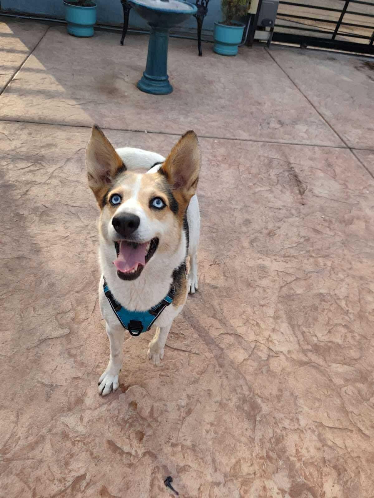 Mila, Adoptable, Adult Female Mixed Breed.