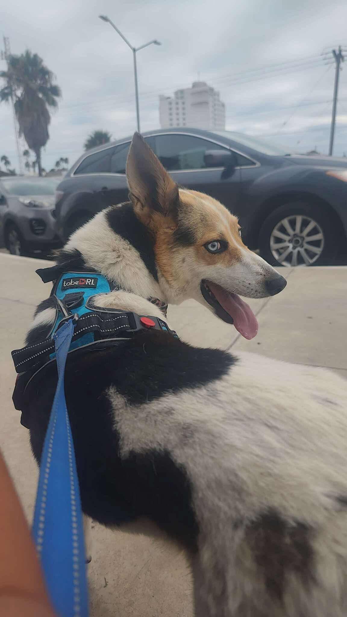 Enlarge Mila, a Adoptable Mixed Breed in Puyallup, WA image 3/5