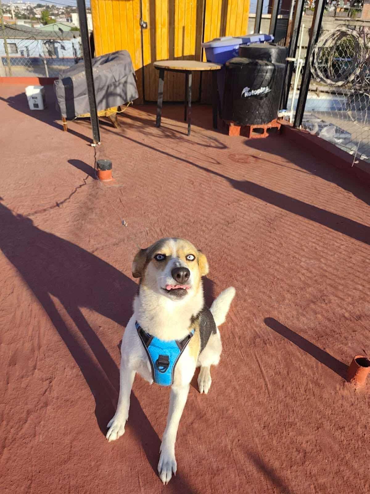 Enlarge Mila, a Adoptable Mixed Breed in Puyallup, WA image 4/5