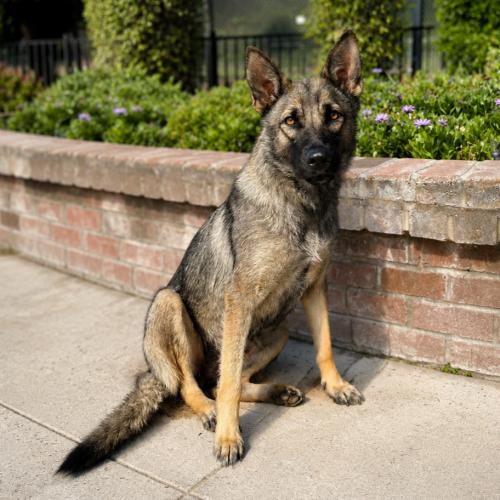 Libby, Adoptable, Young Female Shepherd.