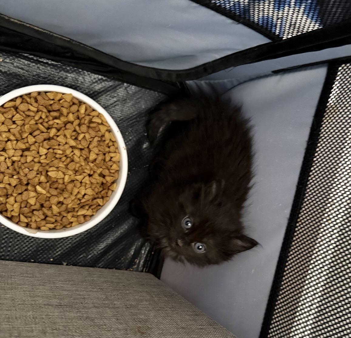 Enlarge Zen, a Adoptable Domestic Long Hair in Staten Island , NY image 5/6
