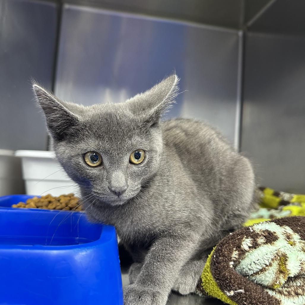 Enlarge Cool, a Adoptable Domestic Short Hair in Coos Bay, OR image 1/1