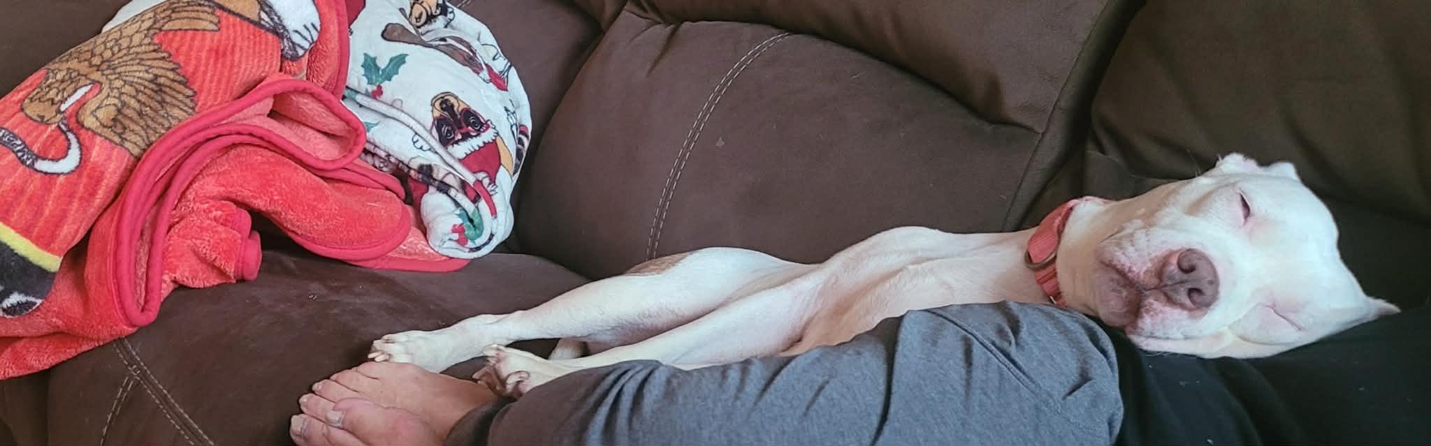 Enlarge Doja, a Adoptable American Staffordshire Terrier in Halethorpe, MD image 5/6