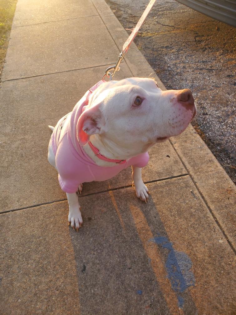 Enlarge Doja, a Adoptable American Staffordshire Terrier in Halethorpe, MD image 1/6