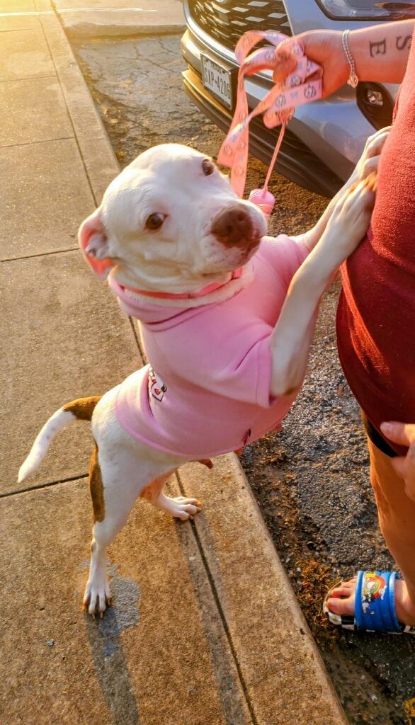 Enlarge Doja, a Adoptable American Staffordshire Terrier in Halethorpe, MD image 4/6