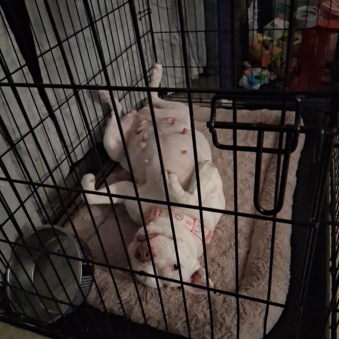 Enlarge Doja, a Adoptable American Staffordshire Terrier in Halethorpe, MD image 2/6