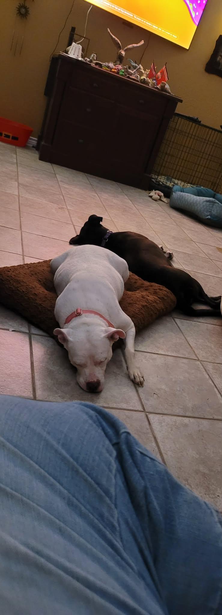 Enlarge Doja, a Adoptable American Staffordshire Terrier in Halethorpe, MD image 6/6