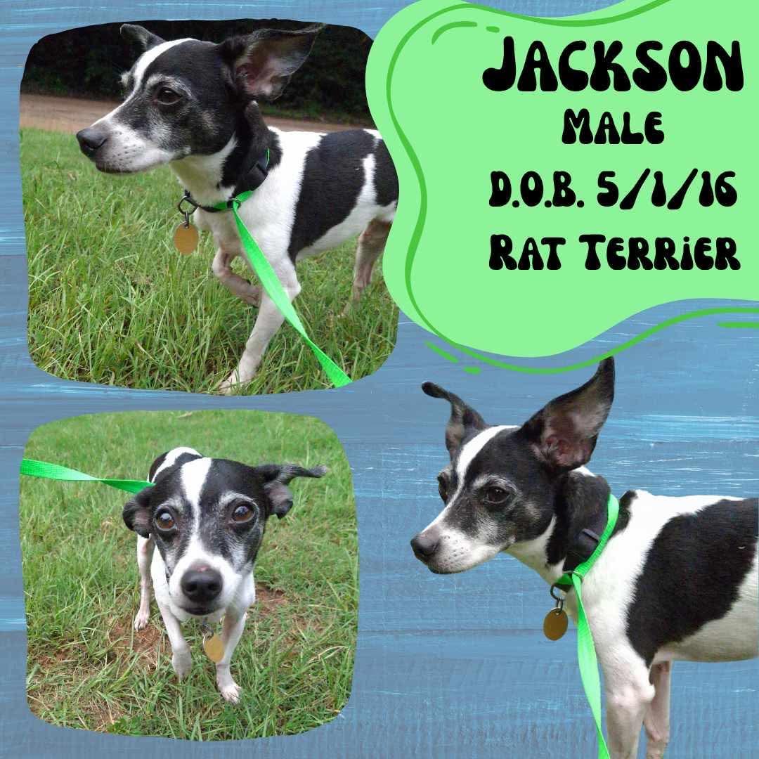 Jackson, Senior Male Rat Terrier