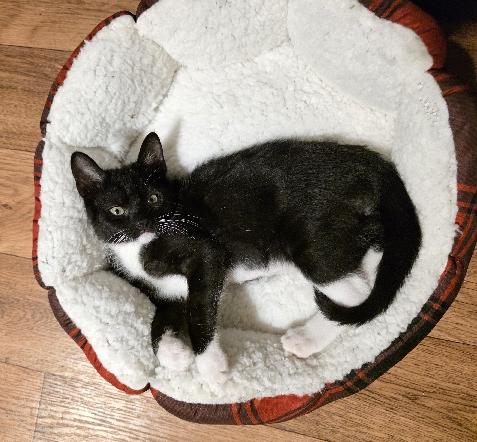 Enlarge Miles, an adopted Domestic Short Hair in Lafayette, LA image 2/4