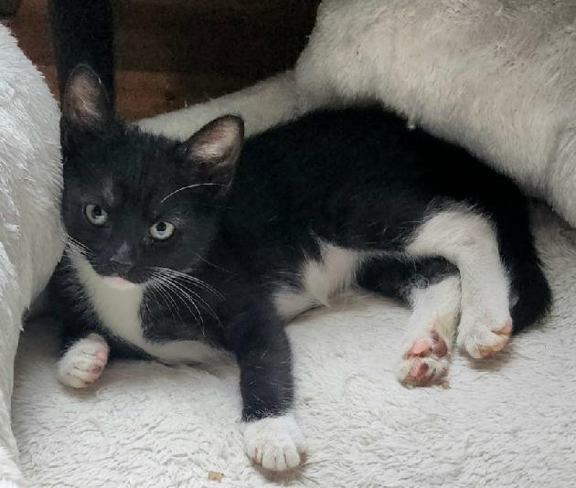 Enlarge Miles, an adopted Domestic Short Hair in Lafayette, LA image 3/4