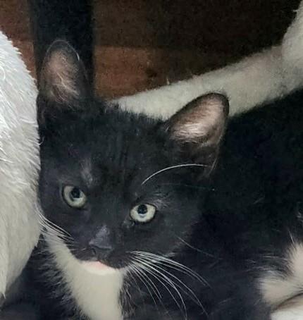 Miles, adopted, Kitten Male Domestic Short Hair.