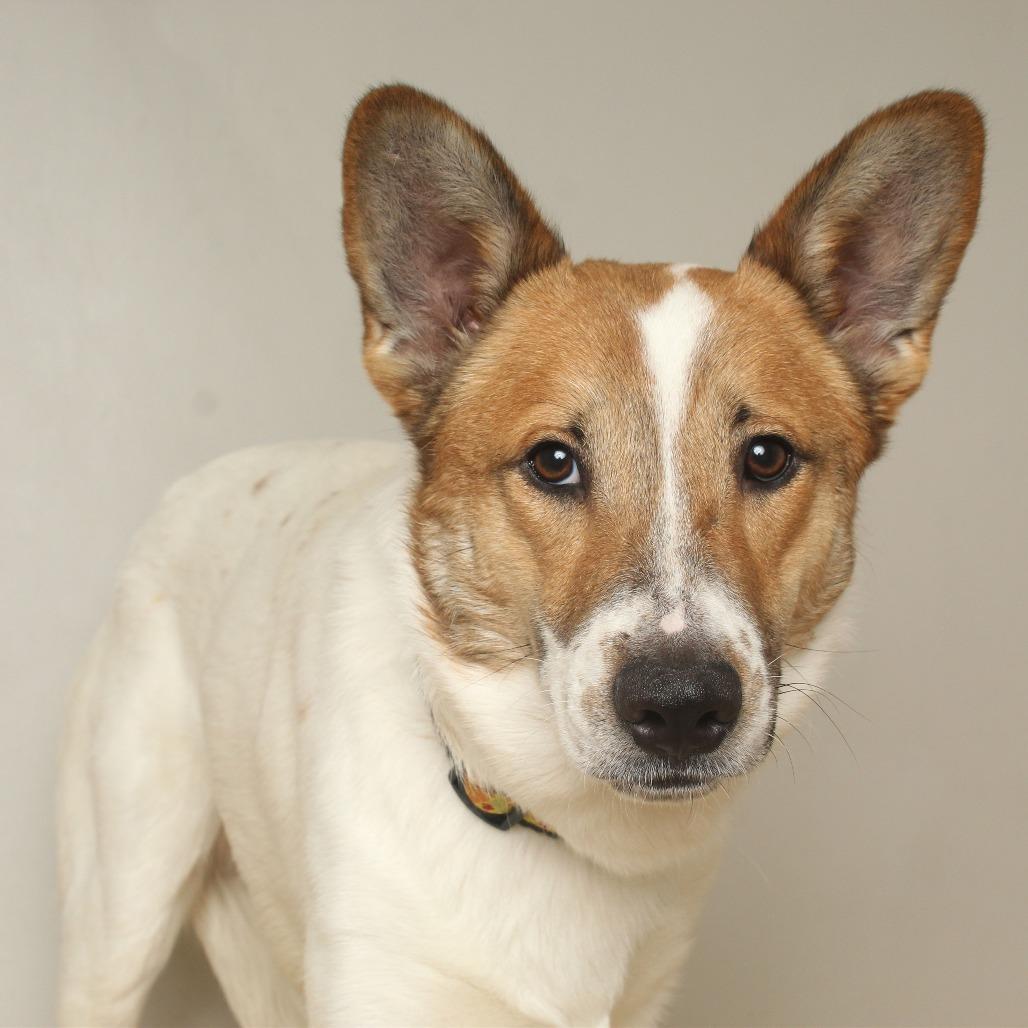 Ringo D67635 (Sponsored), a Adoptable mixed breed in Minnetonka, MN image 1/6