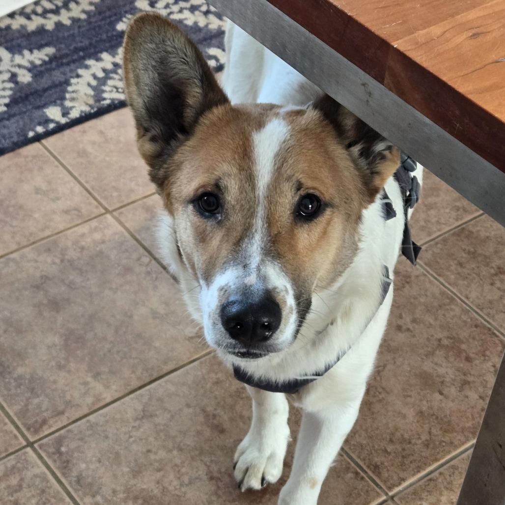 Ringo D67635 (Sponsored), a Adoptable mixed breed in Minnetonka, MN image 3/6