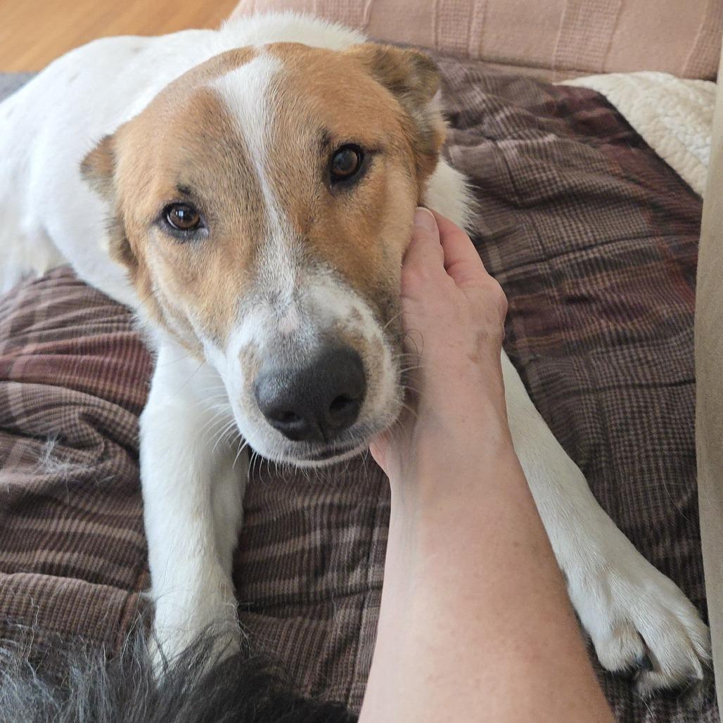 Enlarge Ringo D67635 (Sponsored), a Adoptable mixed breed in Minnetonka, MN image 3/6