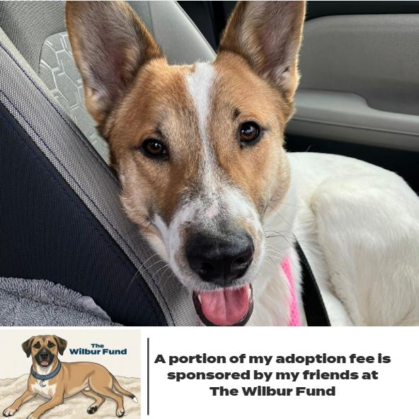 Ringo D67635 (Sponsored), a Adoptable mixed breed in Minnetonka, MN image 4/6