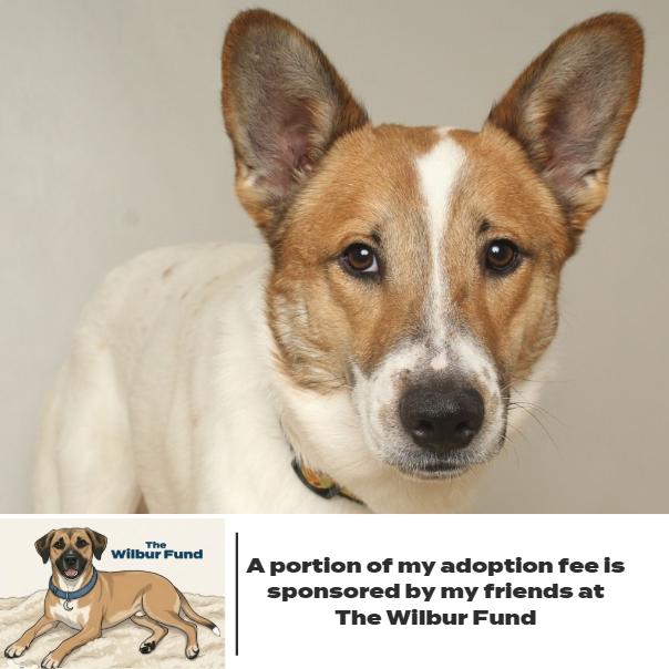 Enlarge Ringo D67635 (Sponsored), a Adoptable mixed breed in Minnetonka, MN image 4/6